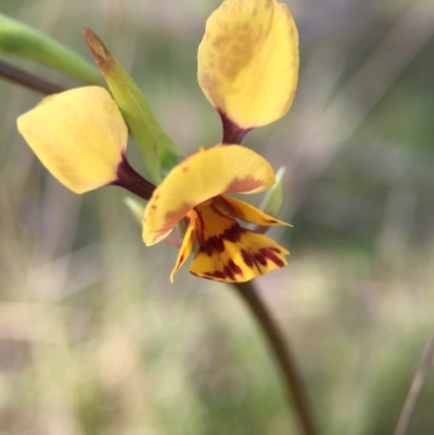 Diuris nigromontana (Black Mountain Leopard Orchid) at Canberra Central, ACT - 4 Oct 2015 by JasonC