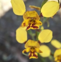 Diuris nigromontana at Canberra Central, ACT - suppressed