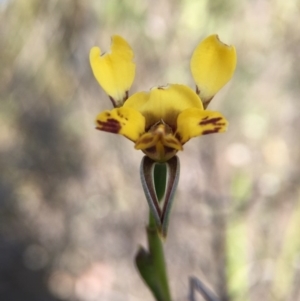 Diuris nigromontana at Canberra Central, ACT - 4 Oct 2015