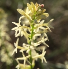 Stackhousia monogyna (Creamy Candles) at Canberra Central, ACT - 4 Oct 2015 by JasonC