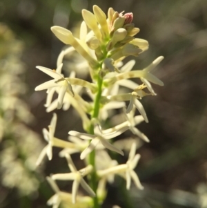 Stackhousia monogyna at Canberra Central, ACT - 4 Oct 2015