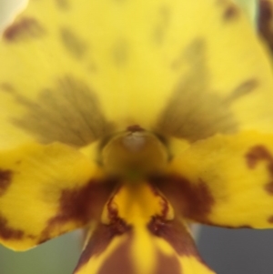 Diuris nigromontana at Canberra Central, ACT - suppressed