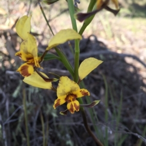 Diuris nigromontana at Canberra Central, ACT - 4 Oct 2015