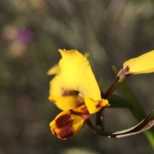 Diuris nigromontana at Canberra Central, ACT - suppressed