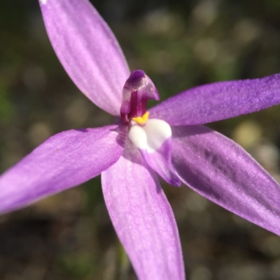 Glossodia major (Wax Lip Orchid) at Black Mountain - 4 Oct 2015 by JasonC