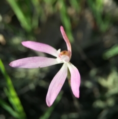 Caladenia fuscata (Dusky Fingers) at Black Mountain - 4 Oct 2015 by JasonC