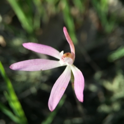 Caladenia fuscata (Dusky Fingers) at Black Mountain - 4 Oct 2015 by JasonC