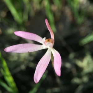 Caladenia fuscata at Canberra Central, ACT - 4 Oct 2015