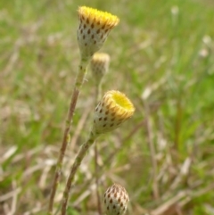 Leptorhynchos squamatus (Scaly Buttons) at Hall Cemetery - 4 Oct 2015 by JanetRussell