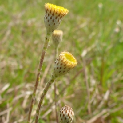 Leptorhynchos squamatus (Scaly Buttons) at Hall Cemetery - 4 Oct 2015 by JanetRussell