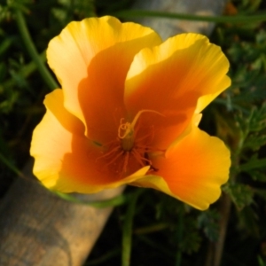 Eschscholzia californica at Greenway, ACT - 4 Oct 2015 05:26 PM