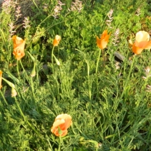 Eschscholzia californica at Greenway, ACT - 4 Oct 2015 05:26 PM