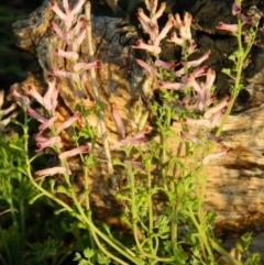 Fumaria sp. (Fumitory) at Greenway, ACT - 4 Oct 2015 by ArcherCallaway