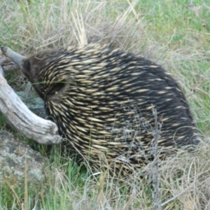 Tachyglossus aculeatus at Greenway, ACT - 4 Oct 2015 05:00 PM