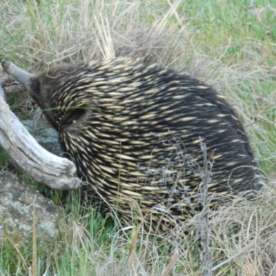 Tachyglossus aculeatus (Short-beaked Echidna) at Greenway, ACT - 4 Oct 2015 by ArcherCallaway