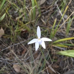 Glossodia major (Wax Lip Orchid) at Bruce, ACT - 4 Oct 2015 by Steph