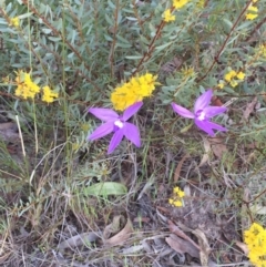 Glossodia major (Wax Lip Orchid) at Gossan Hill - 4 Oct 2015 by Steph