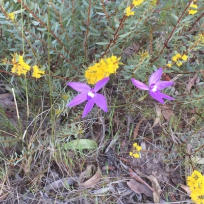 Glossodia major (Wax Lip Orchid) at Bruce, ACT - 4 Oct 2015 by Steph