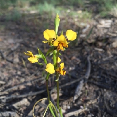 Diuris nigromontana (Black Mountain Leopard Orchid) at Gossan Hill - 4 Oct 2015 by Steph