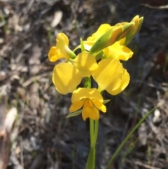 Diuris nigromontana (Black Mountain Leopard Orchid) at Gossan Hill - 4 Oct 2015 by Steph