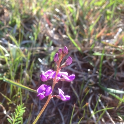 Swainsona monticola (Notched Swainson-Pea) at Molonglo, ACT - 2 Oct 2015 by RichardMilner
