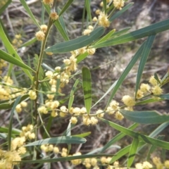 Unverified at Red Hill Nature Reserve - 4 Oct 2015 by MichaelMulvaney