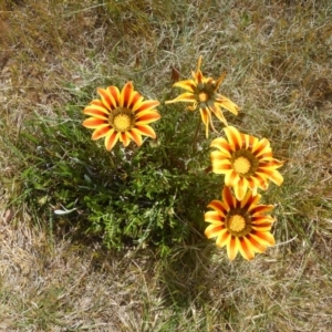 Gazania x splendens at Curtin, ACT - 4 Oct 2015 01:10 PM