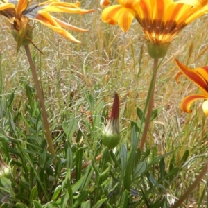 Gazania x splendens at Curtin, ACT - 4 Oct 2015 01:10 PM