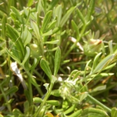 Gazania linearis at Curtin, ACT - 4 Oct 2015
