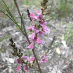 Indigofera adesmiifolia (Tick Indigo) at Hackett, ACT - 4 Oct 2015 by SilkeSma