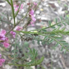 Indigofera adesmiifolia at Hackett, ACT - 5 Oct 2015 10:17 AM