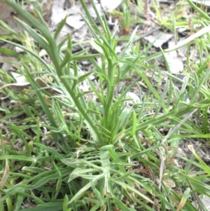 Eryngium ovinum at Hackett, ACT - 5 Oct 2015