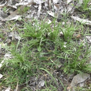 Eryngium ovinum at Hackett, ACT - 5 Oct 2015