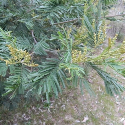 Acacia mearnsii (Black Wattle) at Wanniassa Hill - 4 Oct 2015 by RyuCallaway
