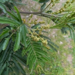 Acacia mearnsii at Fadden, ACT - 5 Oct 2015