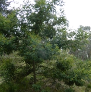 Acacia mearnsii at Fadden, ACT - 5 Oct 2015
