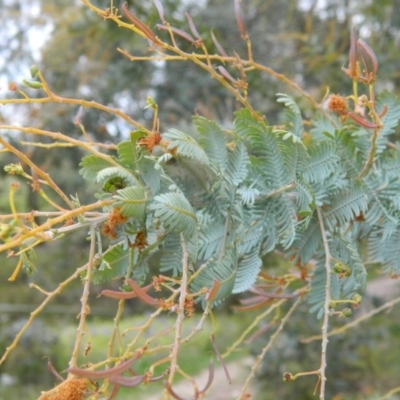 Acacia baileyana (Cootamundra Wattle, Golden Mimosa) at Wanniassa Hill - 4 Oct 2015 by RyuCallaway