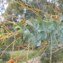 Acacia baileyana (Cootamundra Wattle, Golden Mimosa) at Fadden, ACT - 4 Oct 2015 by RyuCallaway