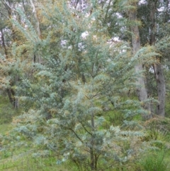 Acacia baileyana at Fadden, ACT - 5 Oct 2015 08:01 AM