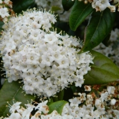 Viburnum tinus (Laurustinus) at Wanniassa Hill - 4 Oct 2015 by RyuCallaway