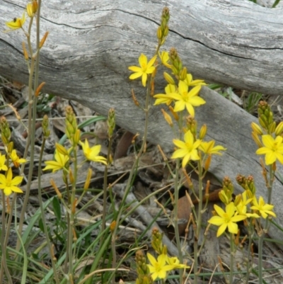 Bulbine bulbosa (Golden Lily, Bulbine Lily) at Fadden, ACT - 5 Oct 2015 by ArcherCallaway