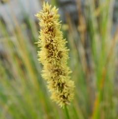 Carex appressa at Wanniassa Hill - 5 Oct 2015