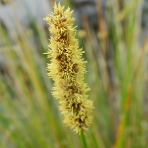 Carex appressa at Wanniassa Hill - 5 Oct 2015