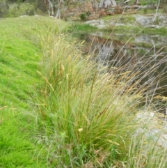 Carex appressa at Wanniassa Hill - 5 Oct 2015