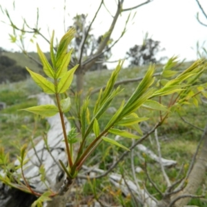 Fraxinus angustifolia at Fadden, ACT - 5 Oct 2015