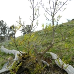 Fraxinus angustifolia at Fadden, ACT - 5 Oct 2015 09:54 AM