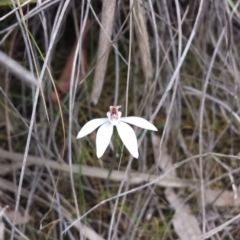 Caladenia fuscata (Dusky Fingers) at Canberra Central, ACT - 5 Oct 2015 by MattM