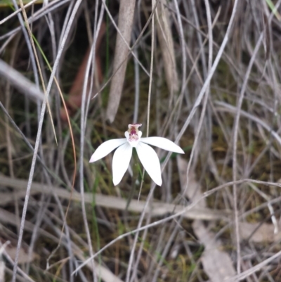 Caladenia fuscata (Dusky Fingers) at Canberra Central, ACT - 4 Oct 2015 by MattM