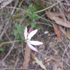 Caladenia fuscata at Canberra Central, ACT - 5 Oct 2015