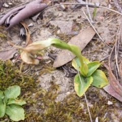 Pterostylis nutans (Nodding Greenhood) at Point 5818 - 5 Oct 2015 by MattM